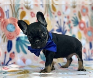 French Bulldog Puppy for sale in LANCASTER, PA, USA