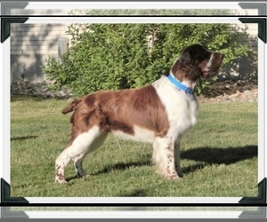 Father of the English Springer Spaniel puppies born on 05/27/2022