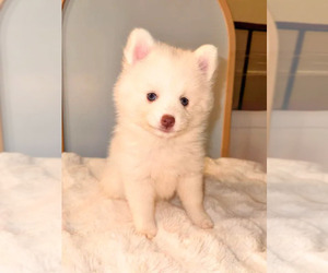 Pomsky Puppy for sale in LINCOLN, NE, USA