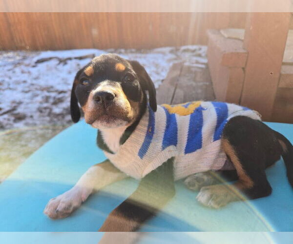 Medium Photo #2 Labrador Retriever-Unknown Mix Puppy For Sale in Lakewood, CO, USA