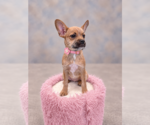 Small #2 French Bullhuahua