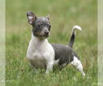 Small Chihuahua