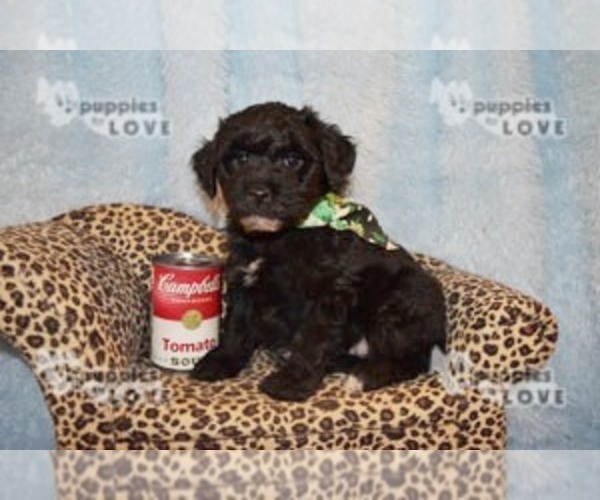 Medium Photo #8 Australian Shepherd-Poodle (Toy) Mix Puppy For Sale in SANGER, TX, USA