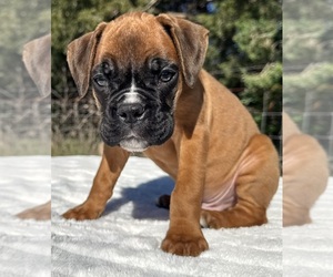 Boxer Puppy for sale in PAWNEE CITY, NE, USA