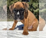 Image preview for Ad Listing. Nickname: AKC Austin