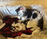 Small Photo #1 Havanese Puppy For Sale in WICKENBURG, AZ, USA