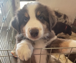 Australian Shepherd Puppy for sale in EXETER, MO, USA