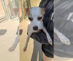 Small Photo #1 Chihuahua-Unknown Mix Puppy For Sale in Atlanta, GA, USA