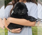Puppy Puppy 7 Newfoundland