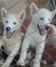 Siberian Husky Puppy for sale in SPRING HILL, FL, USA