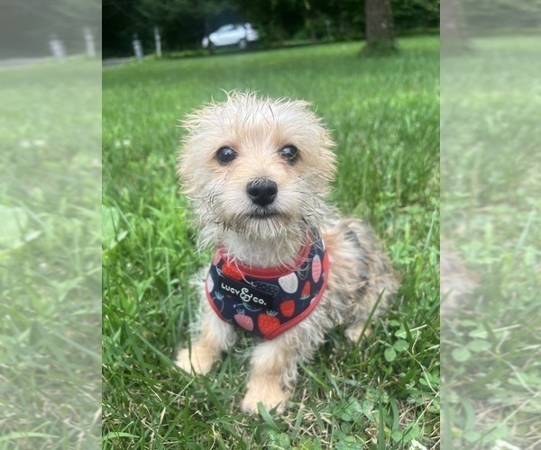Medium Photo #9 Morkie Puppy For Sale in DURHAM, CT, USA