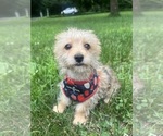 Small #8 Morkie
