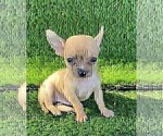 Small #2 Chihuahua