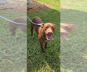 Labrador Retriever-Unknown Mix Dogs for adoption in Rustburg, VA, USA
