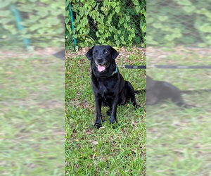 Clara & Sasha Maria - Female Labrador Retriever Dog for Adoption - Photo #3
