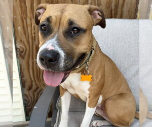 Mutt Dogs for adoption in Minneapolis, MN, USA
