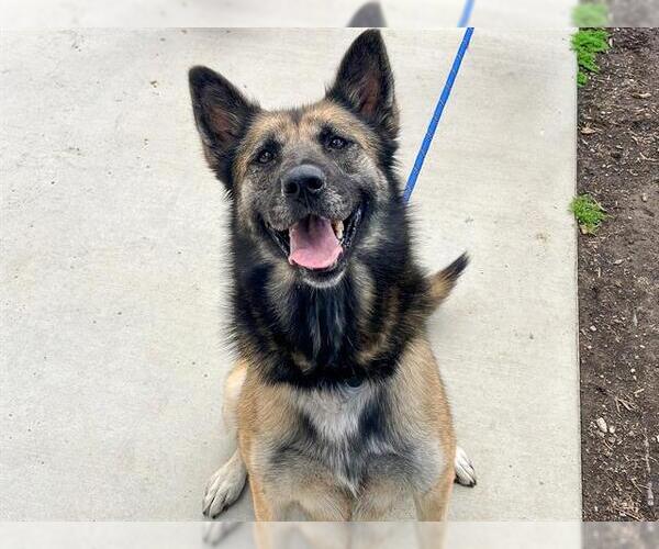 Medium Photo #2 German Shepherd Dog Puppy For Sale in Orange, CA, USA