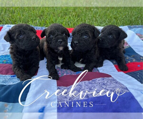 Medium Photo #1 Schnoodle (Miniature) Puppy For Sale in NIANGUA, MO, USA