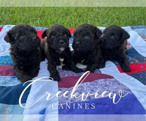 Schnoodle (Miniature) Litter for sale in NIANGUA, MO, USA
