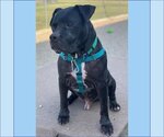 Small #10 American Pit Bull Terrier