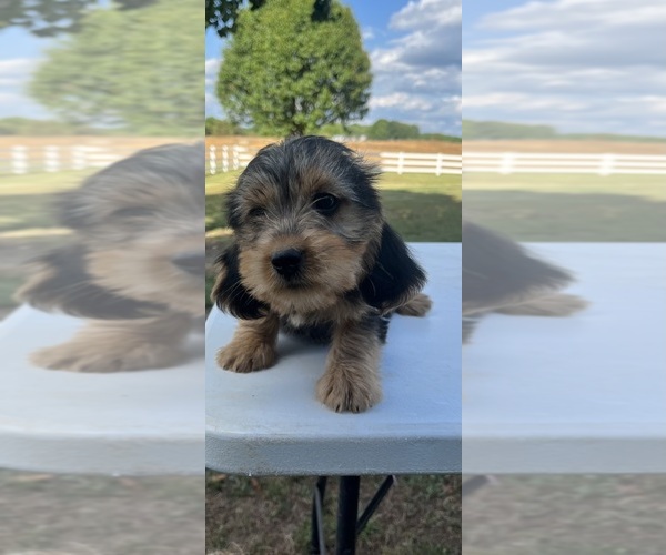 Medium Photo #6 Beagle-Poodle (Toy) Mix Puppy For Sale in NORWOOD, NC, USA