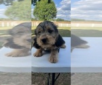 Small #5 Beagle-Poodle (Toy) Mix