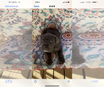 Small Photo #1 Cane Corso Puppy For Sale in ELBERFELD, IN, USA