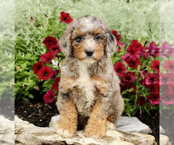 Medium Photo #4 Goldendoodle (Miniature) Puppy For Sale in LITITZ, PA, USA