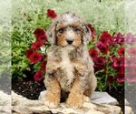 Small #3 Goldendoodle (Miniature)