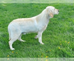 Father of the Labrador Retriever puppies born on 04/02/2023