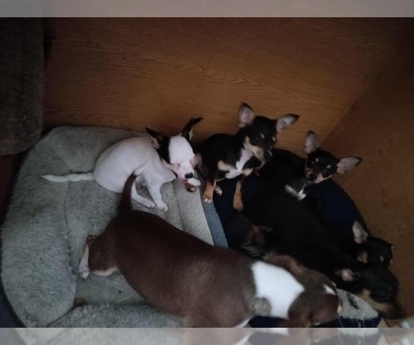 Medium Photo #1 Chihuahua Puppy For Sale in HUDSONVILLE, MI, USA