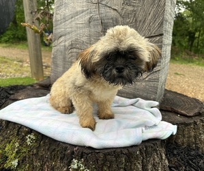 Shih Tzu Puppy for sale in HARDY, AR, USA