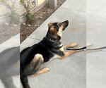 Small Photo #2 German Shepherd Dog Puppy For Sale in Cupertino, CA, USA