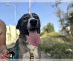 Small #2 Anatolian Shepherd Mix