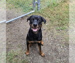 DA 16 Where the wild things are - Male Rottweiler Dog for Adoption - Small photo