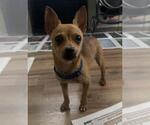 Small Chihuahua