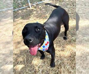 American Pit Bull Terrier-Labrador Retriever Mix Dogs for adoption in Tulsa, OK, USA