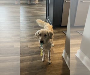 Mother of the English Cream Golden Retriever puppies born on 10/21/2025