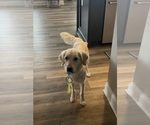 Small Photo #1 English Cream Golden Retriever Puppy For Sale in SPOTSYLVANIA, VA, USA