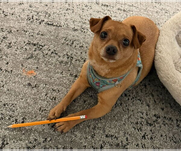 Medium Photo #1 Chihuahua-Unknown Mix Puppy For Sale in Fort Collins, CO, USA