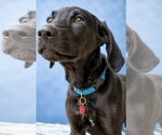 Small #1 Retriever  Mix