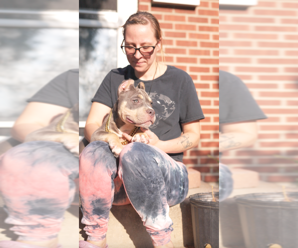 Medium Photo #4 American Bully Puppy For Sale in GREELEY, CO, USA