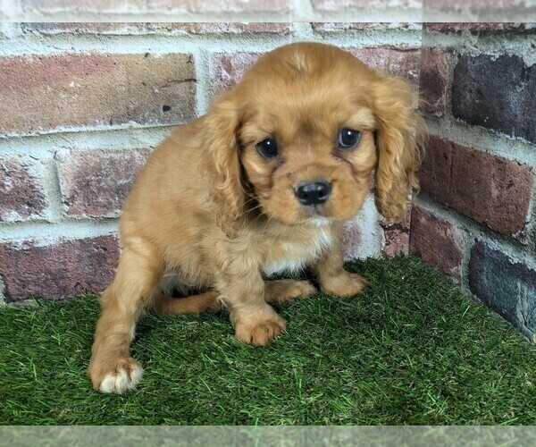 Medium Photo #8 Cavalier King Charles Spaniel Puppy For Sale in MOBERLY, MO, USA