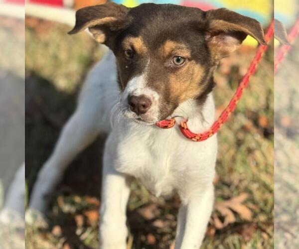 Medium Photo #2 Australian Shepherd-Unknown Mix Puppy For Sale in Yardley, PA, USA