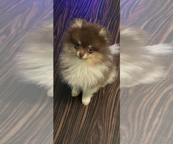 Medium Photo #2 Pomeranian Puppy For Sale in CALLISBURG, TX, USA