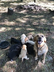 Father of the Labrador Retriever puppies born on 07/01/2018
