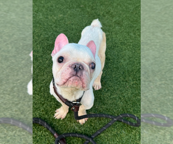 Medium Photo #1 French Bulldog-Unknown Mix Puppy For Sale in Andover, MN, USA