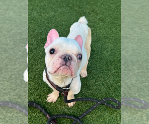 French Bulldog-Unknown Mix Dogs for adoption in Andover, MN, USA