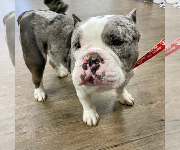 Medium Photo #2 Bulldog-Unknown Mix Puppy For Sale in Canton, CT, USA