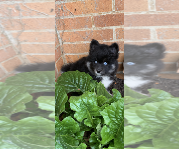 Medium Photo #15 Pomsky Puppy For Sale in WHEELERSBURG, OH, USA